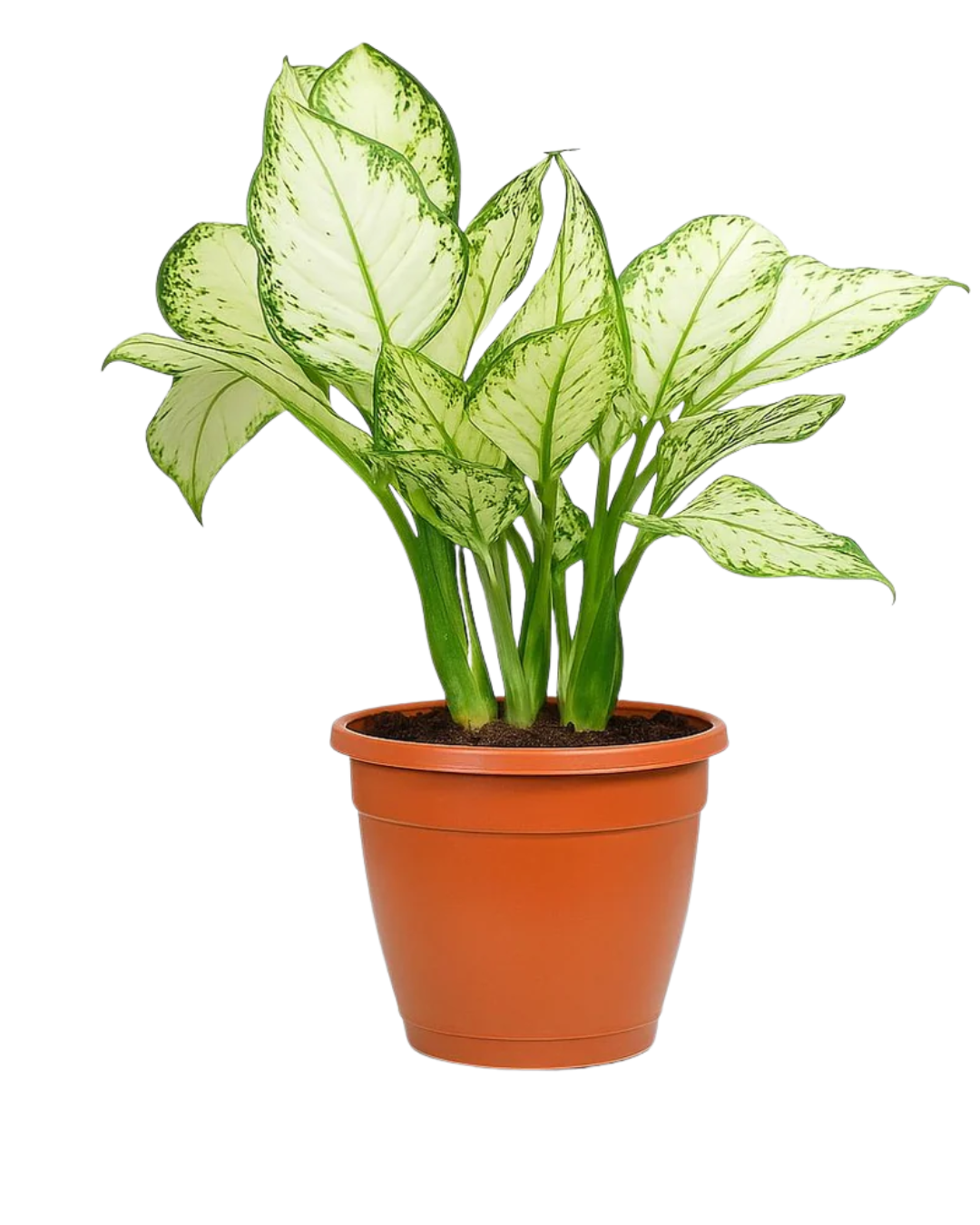 Snow White Aglaonema Plant